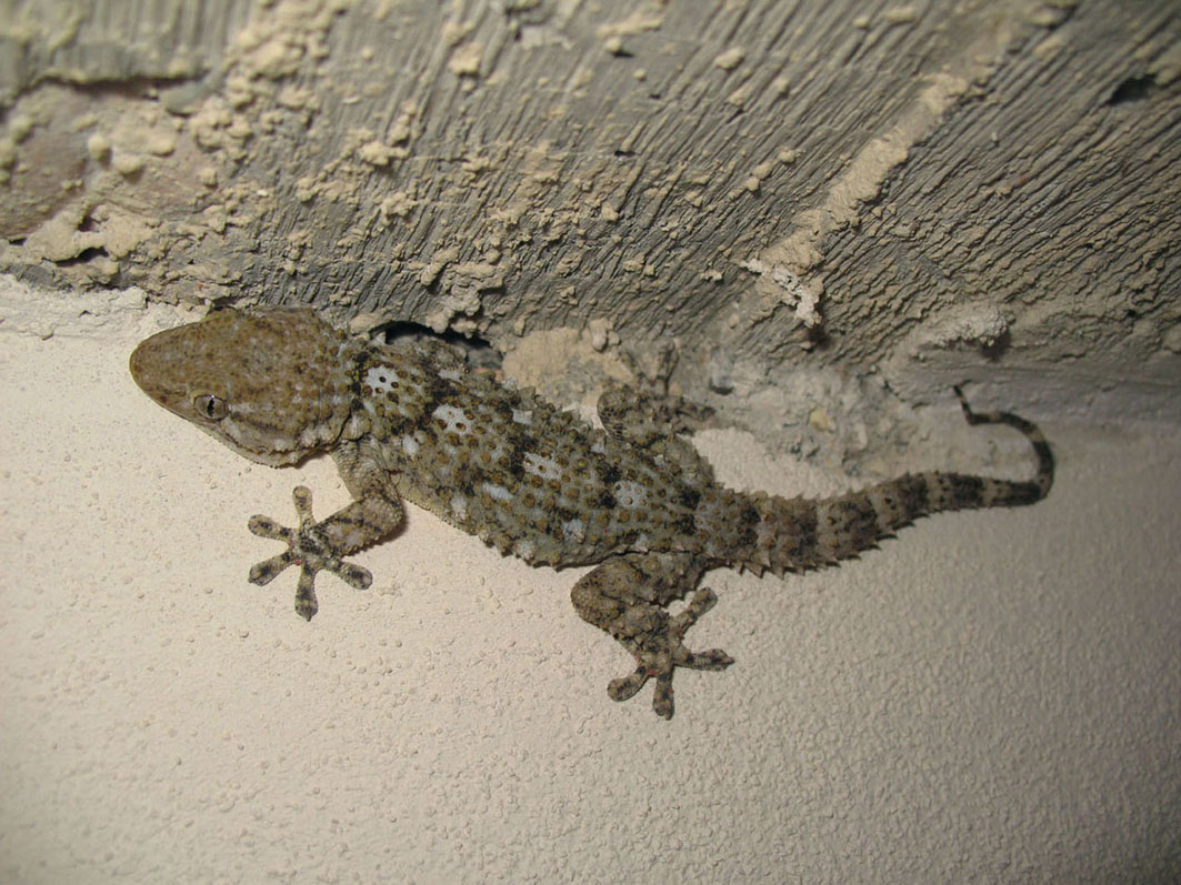 geco da identificare